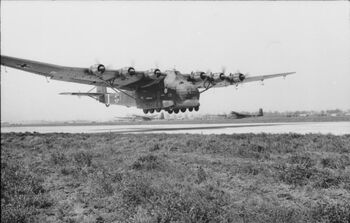 Cat Me 323