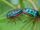 Rainbow shield bugs on Jatropha.jpg