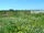 Spring flowers in Namaqualand.jpg