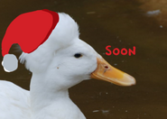 The first of the "Soon" teasers to be posted on Splapp's Tumblr, depicting a photo of a duck with a Santa hat drawn over its afro-like plumage, with the word "Soon".