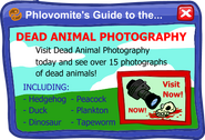 The dead animals photography ad