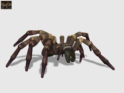 Tarantula