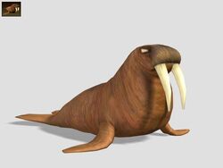 Walrus