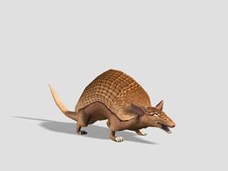 Armadillo