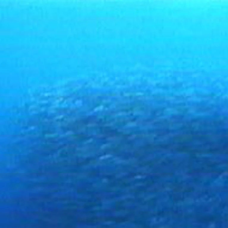 Leptolepis Im Reich der Giganten Wiki Fandom