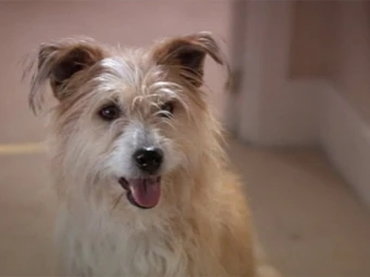 aggressive dog rescue groups