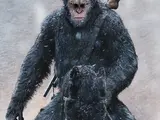 Caesar (Planet of the Apes Reboot)