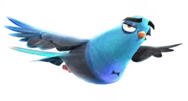 Pigeon