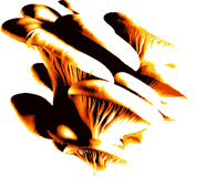 Fungus