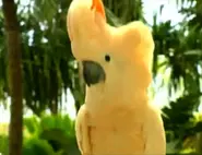 Incredibox Wiki | Fandom