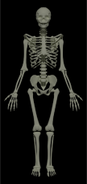 Skeleton