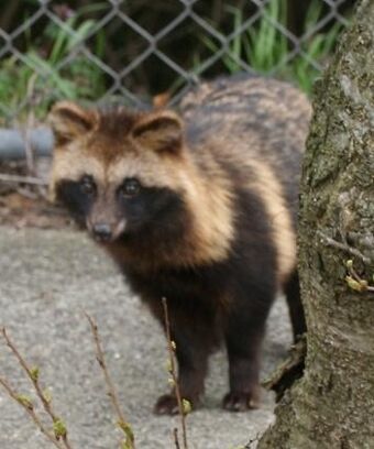 Ｋ－ｔａｎｕｋｉ Shigaraki Tanuki - 化け狸 - [Yokai] – Sam kalensky