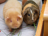 Two adult guinea pigs