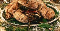 SnakeSurprise.jpg