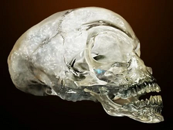 Calavera perfil
