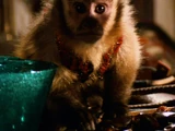Capuchin monkey