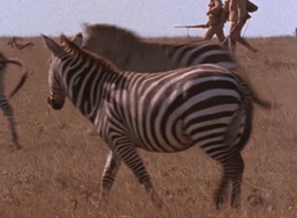 Zebra