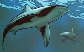 Shark