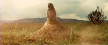 Prairie dog