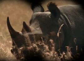 Rhino