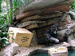 Jungle Cruise 9906753