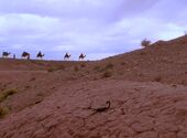 Scorpion and camels