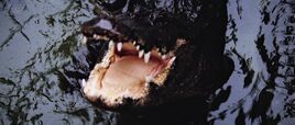Crocodile
