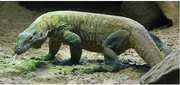 Komodo dragon