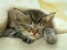 Le Sommeil Du Chat Wiki Info Chats Fandom Le Sommeil Du Chat Wiki Info Chats Fandom