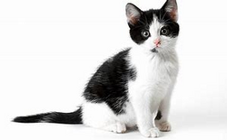 Le Physique Du Chat Wiki Info Chats Fandom Le Physique Du Chat Wiki Info Chats Fandom