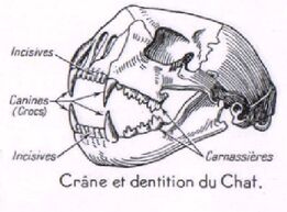 Anatomie Du Chat Wiki Info Chats Fandom Anatomie Du Chat Wiki Info Chats Fandom