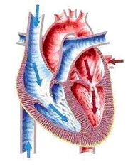 Figura6Cardio