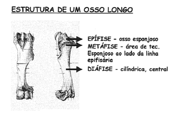 Crescimento3