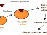 Estrutura Química e Local de Síntese dos Hormônios