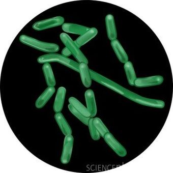 Hanseniase Infomedica Wiki Fandom