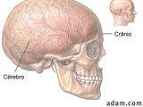 TRAUMATISMO CRANIOENCEFÁLICO (TCE)