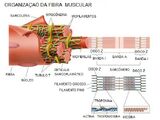 Fisiologia da Contração Muscular