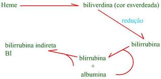 Metabolismo