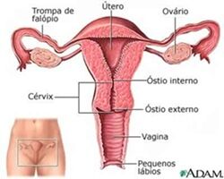 Featured image of post Gravidez Ectópica Imagens - Uma gravidez ectópica é classificada de acordo com onde exactamente os implantes fertilizados do ovo.