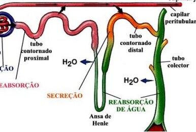 Cartões: CAPITULO 18 - Regulação Nervosa da Circulação e Controle