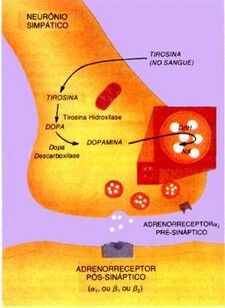 Fenilcetonuria3