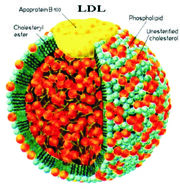 Estrutura LDL