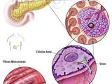 Fisiopatologia do Diabetes Mellitus tipo 1