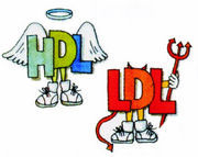 LDL x HDL