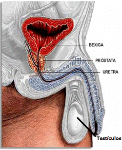 Figura 11