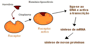 Figura 2