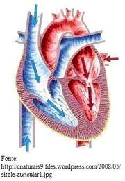 Figura6 Cardio.jpg