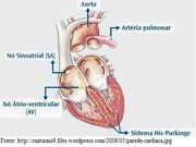 Figura4 Cardio