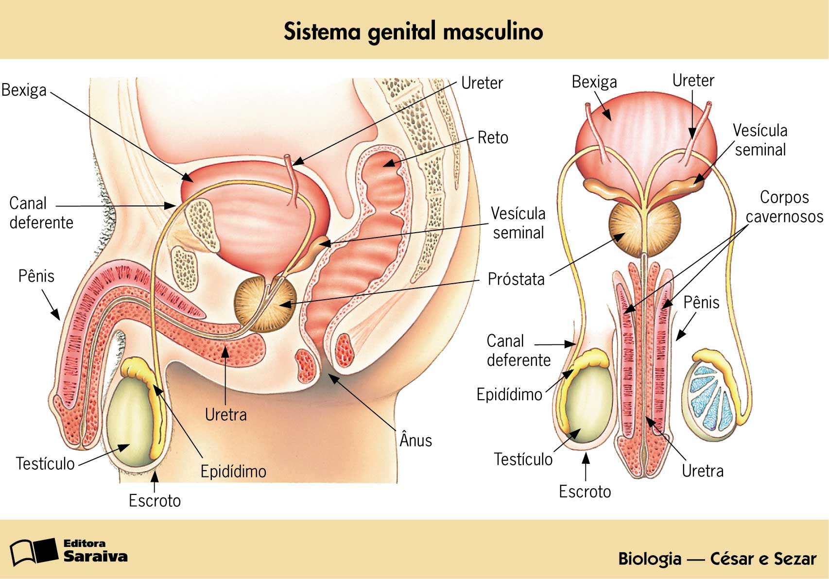 Orifício frontal? Vagina é bem diferente de ânus 