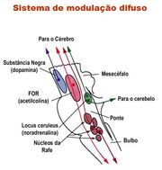 Figura 2 - nucleo ceruleus